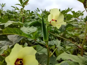 Okra Cultivation Techniques